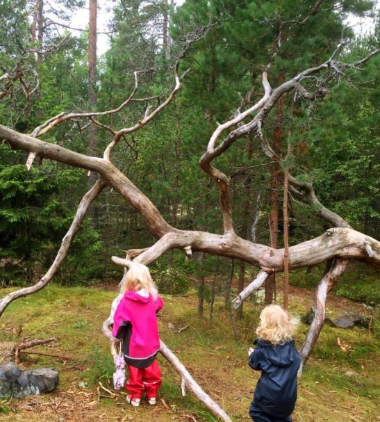 Lasten villivihannesretki syksyisessä metsässä