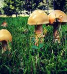 Sieniä! Tilauskurssi Uudellamaalla | Uusimaa | Hellikki